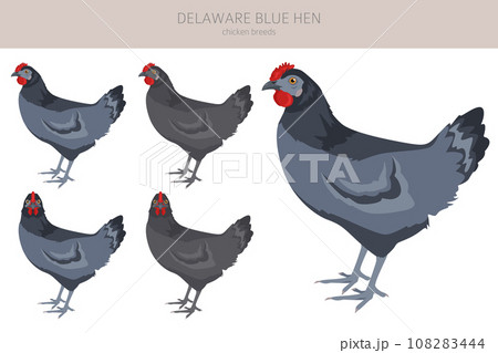 Brahma Chicken breeds clipart. Poultry and farm - Stock Illustration  [108283429] - PIXTA