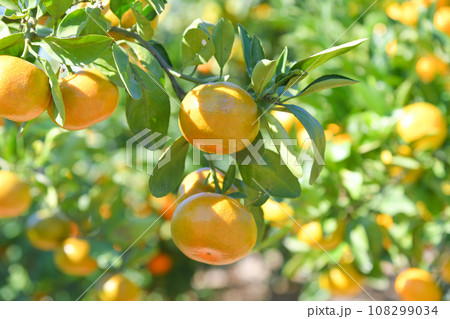 美味しそうに実ったミカン