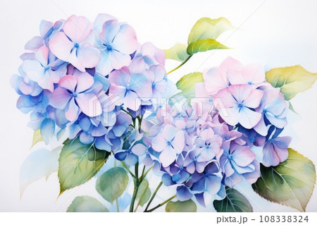 あじさい アジサイ 紫陽花 花束のイラスト素材 - PIXTA