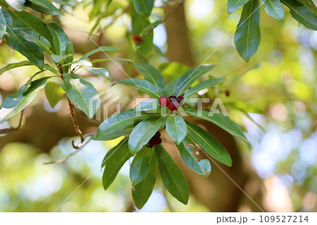 Peach blossom Flower, Prunus persica