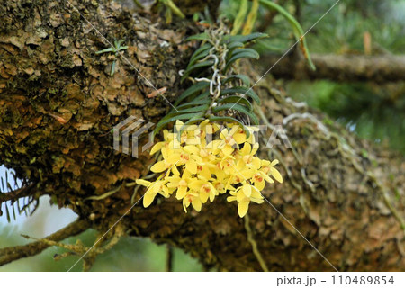 カヤランの花 着生植物の写真素材 - PIXTA