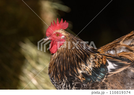 32,544+ Domestic fowl/Fowl Photos: Royalty-Free Stock Photos - PIXTA