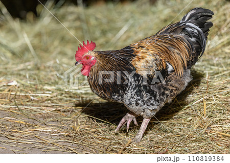 32,544+ Domestic fowl/Fowl Photos: Royalty-Free Stock Photos - PIXTA