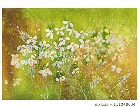 大根 水彩画 水彩 花のイラスト素材 - PIXTA