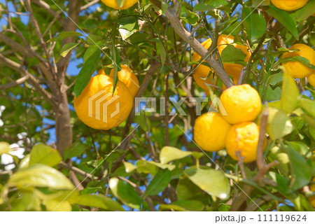 美味しそうに実った柚子の実