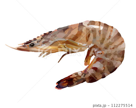 食べ物 車海老 クルマエビ 車えびのイラスト素材 - PIXTA