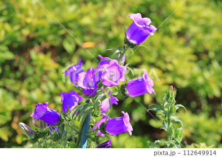 カンパニュラ 青紫色 釣鐘草 植物の写真素材 - PIXTA