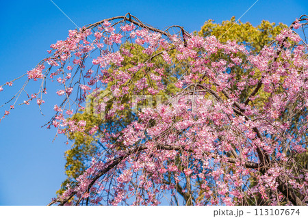 しだれ桜(六義園)水彩画 木製フレーム付き 楽天市場】しだれ桜 絵画の通販