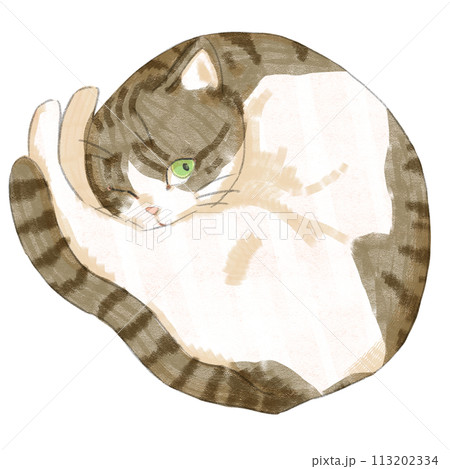 丸まる猫のイラスト素材 - PIXTA