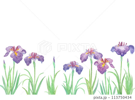 Amazon.co.jp: 菖蒲の花 水彩画 絵画 : おもちゃ