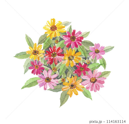 百日草 イラストの写真素材 - PIXTA