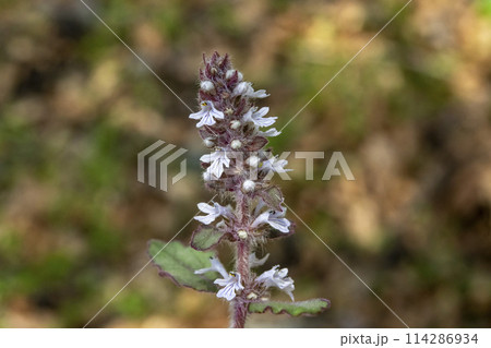 十二単 ジュウニヒトエ 花 植物の写真素材 - PIXTA 十二単 ジュウニヒトエ 花 植物の写真素材 - PIXTA