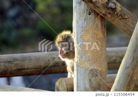 灰色 さる サル 猿の写真素材 - PIXTA