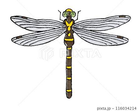 トンボ川蜻蛉のイラスト素材 - PIXTA