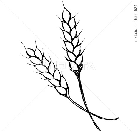 麦 イラスト 手書き イラスト 麦 小麦のイラスト素材 - PIXTA