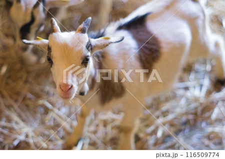 山羊の角の写真素材 - PIXTA