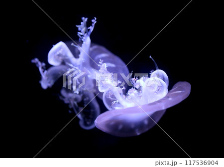 逆さクラゲの写真素材 - PIXTA