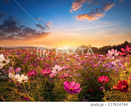 コスモス 夕日 夕陽 秋桜のイラスト素材 - PIXTA