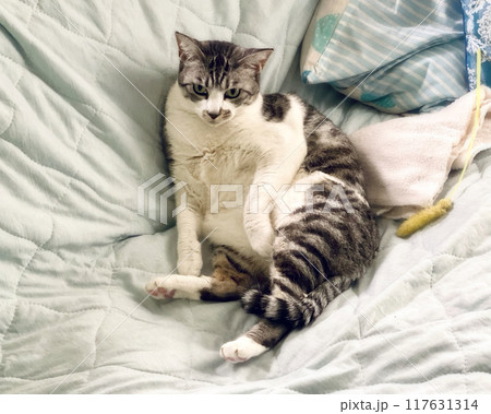 猫 動物 くつろぐ ソファの写真素材 - PIXTA