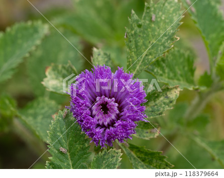 【有名人芸能人】 アザミの写真素材 - PIXTA 工芸品