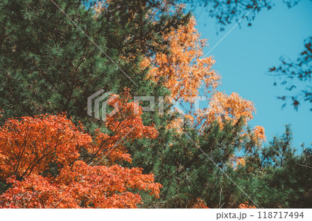 黄葉した楓の葉の写真素材 - PIXTA