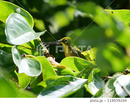 野鳥 鳥 かくれんぼ 小鳥の写真素材 - PIXTA 野鳥 鳥 かくれんぼ 小鳥の写真素材 - PIXTA
