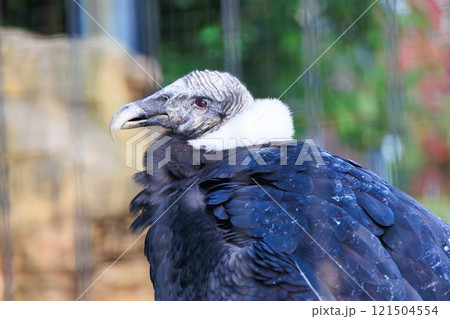 鳥 コンドル アンデスコンドル 鳥類の写真素材 - PIXTA