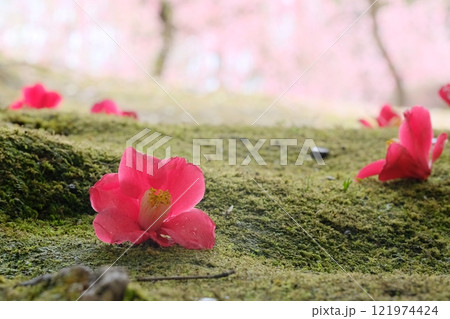 椿の花の落下の写真素材 - PIXTA