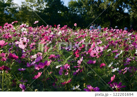 コスモスの（シベ＆花びら） - 四季の花と風景写真