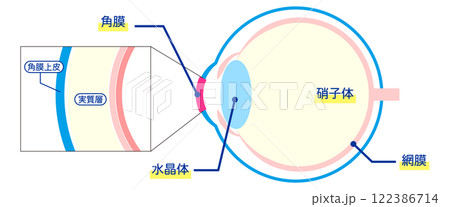 眼球 硝子体 解剖図 解剖学のイラスト素材 - PIXTA