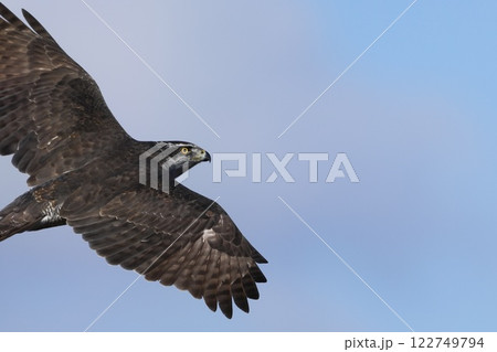 オオタカ 羽根の写真素材 - PIXTA