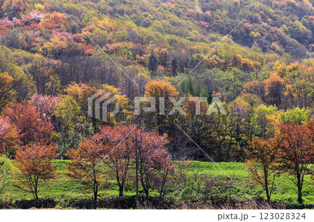 春紅葉（はるもみじ）の写真素材 - PIXTA