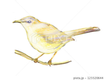 春夏渡り鳥十ニ選　野鳥　原画　水彩画　鳥　イラスト　メジロ　オオルリ　セキレイ他 春夏渡り鳥十ニ選 野鳥 原画 水彩画 鳥 イラスト メジロ