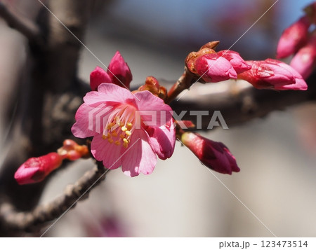 山桜のつぼみ 山桜 蕾 桜の写真素材 - PIXTA