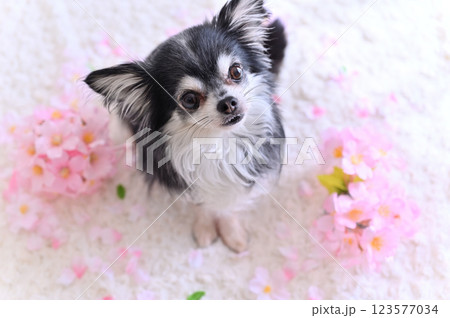 春を呼ぶ！犬と桜Photo〜チワワ編〜 - わんにゃんハート
