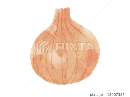 野菜 玉葱 水彩画 玉ねぎのイラスト素材 - PIXTA