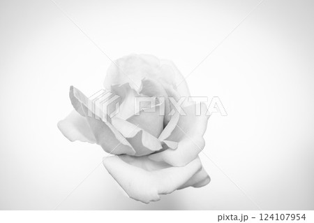 薔薇 バラ モノクロ 花の写真素材 - PIXTA