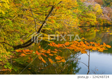 白神山地 池 秋 紅葉の写真素材 - PIXTA