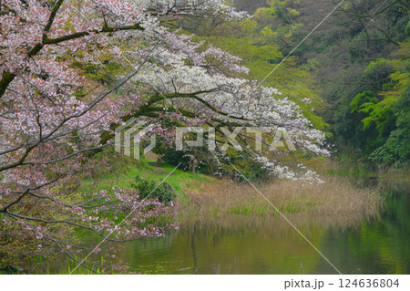 小雨の中、咲き誇る可憐な桜の花