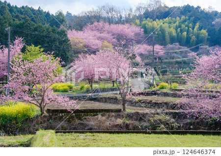 桜川市の桜・山桜の名所・花見・桜まつり案内：茨城VRツアー