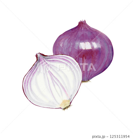 野菜 玉葱 水彩画 玉ねぎのイラスト素材 - PIXTA
