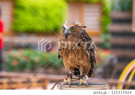 イケメン フクロウ 梟 ミミズクの写真素材 - PIXTA