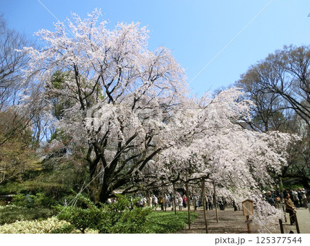 しだれ桜(六義園)水彩画 木製フレーム付き しだれ桜(六義園)水彩画 木製フレーム付き 六義園の第2のしだれ