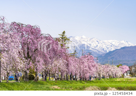 飯豊連峰 山 飯豊山 桜の写真素材 - PIXTA