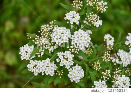 Reeves spireaの写真素材 - PIXTA