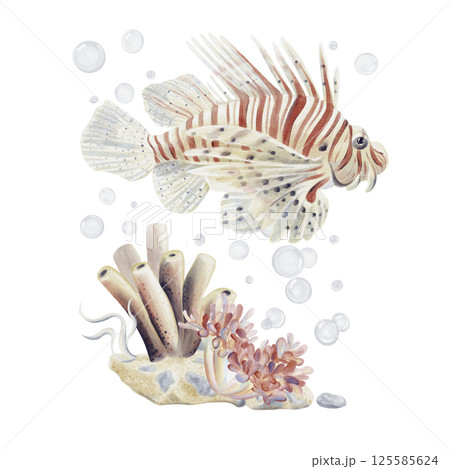 ミノカサゴ カサゴ 魚 白背景のイラスト素材 - PIXTA