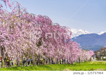飯豊連峰 山 飯豊山 桜の写真素材 - PIXTA