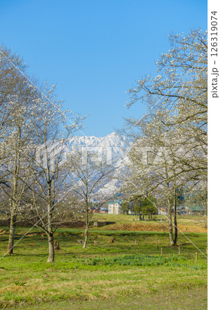 山のコブシの写真素材 - PIXTA