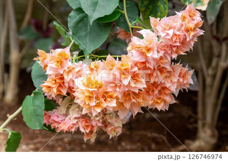 ✨✨✨ブーゲンビレア【名花◎美らさん】検/筏葛/涼盆栽/美株品 ブーゲンビレア (Bougainvillea spectabilis)