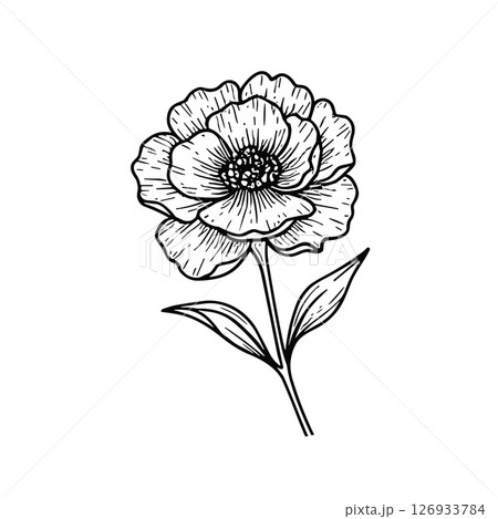 花 鉛筆画 デッサン イラストのイラスト素材 - PIXTA